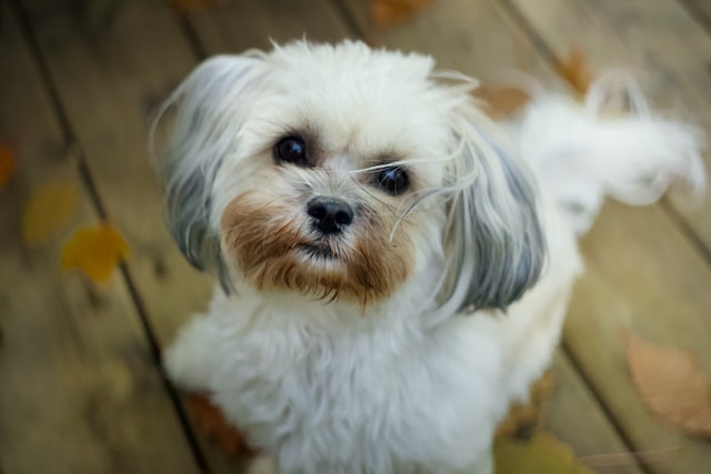 de-10-bsta-sm-hundarna